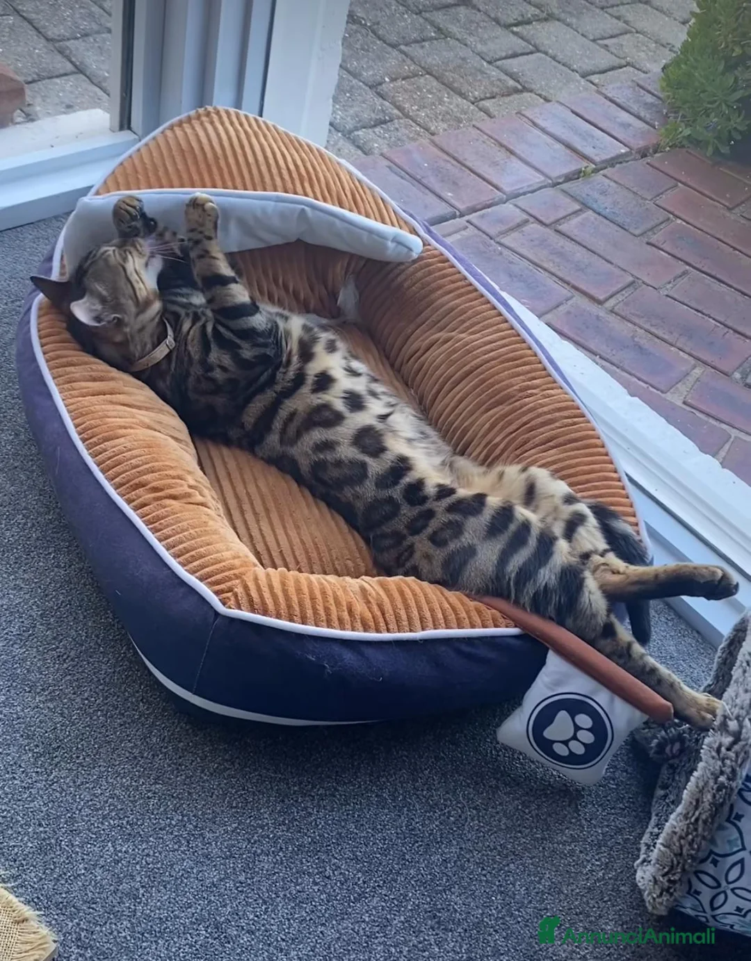 Bengala gatti per accoppiamento: Gatto del bengala per monta  - Annuncio 4