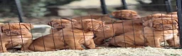 Dogue de Bordeaux cani in vendita: Dogue de Bordeaux CUCCIOLATA STRAORDINARIA  - Annuncio 35