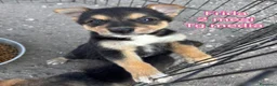 Meticcio cani in regalo: CUCCIOLI ABBANDONATI: EMERGENZA  a Città metropolitana di Milano - Annuncio 10