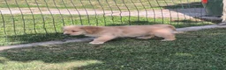 Golden Retriever cani in vendita: Cucciolo maschio Golden retriever pedigree ENCI  - Annuncio 10