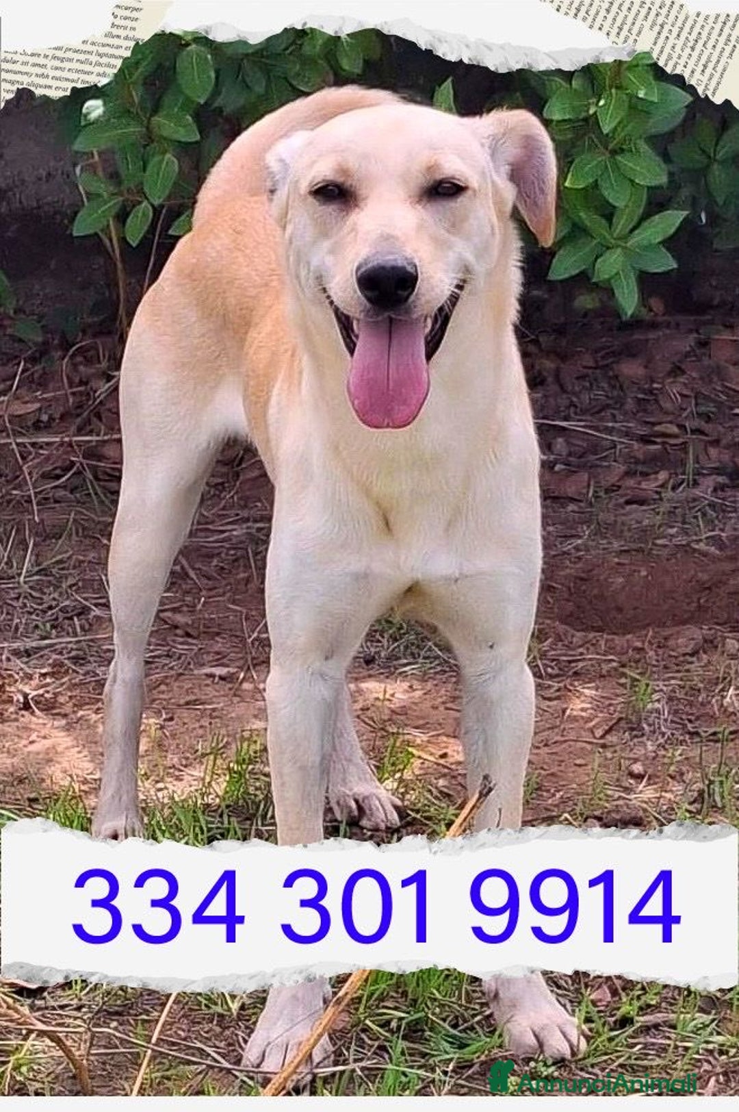 Meticcio cani in regalo: OLLY 💙 - cucciolo docile e coccolone cerca casa🥺 - Annuncio 2