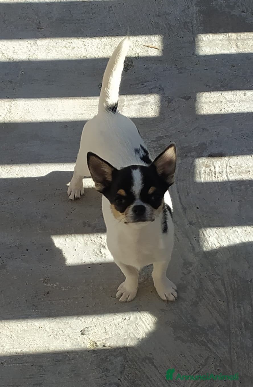 Chihuahua cani Chihuahua maschietto  - Annuncio 6
