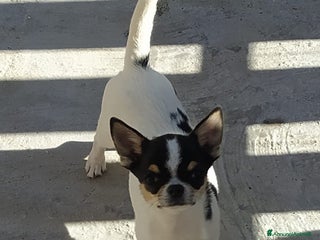 Chihuahua cani Chihuahua maschietto - Annuncio 17
