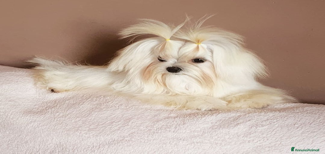 Immagine della galleria {{count}}