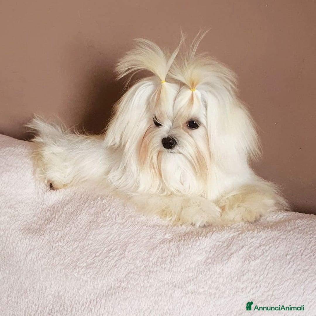 Immagine della galleria {{count}}