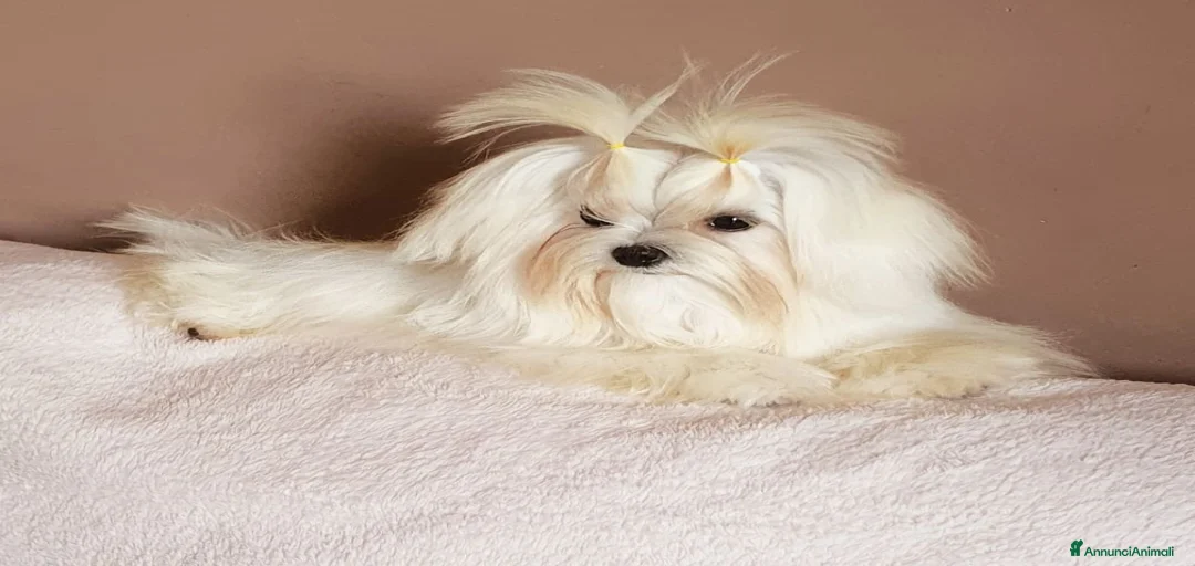 Immagine della galleria {{count}}