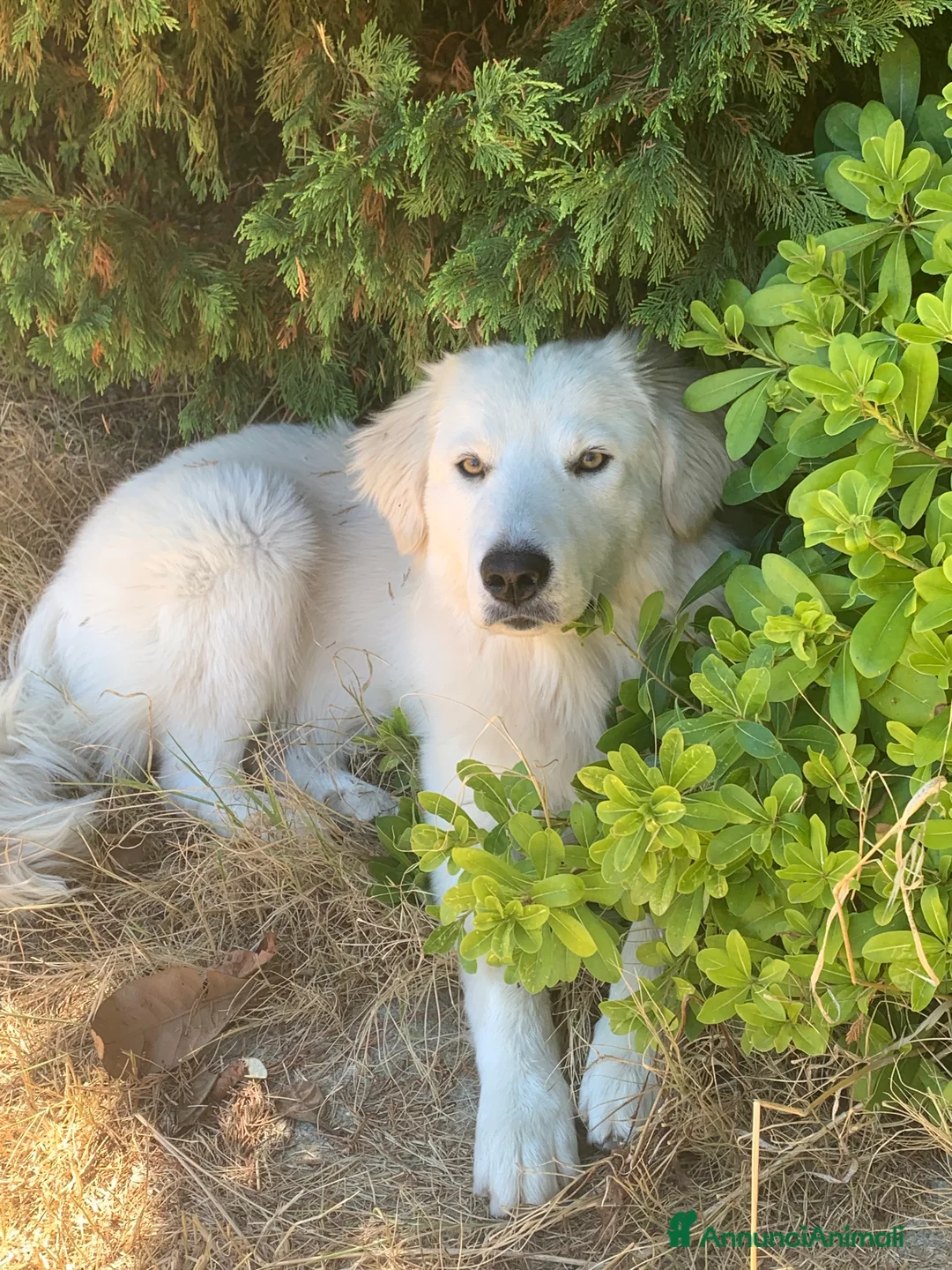 Meticcio cani in regalo: Fortunato cerca casa fortunata  - Annuncio 1