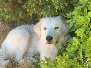 Meticcio cani Fortunato cerca casa fortunata - Annuncio 1