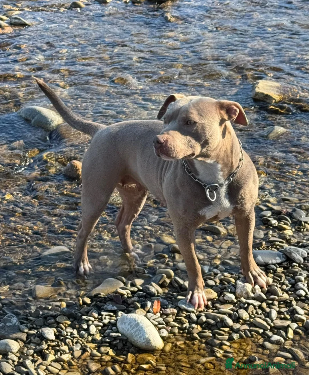 Pitbull cani in vendita: AMERICAN PITBULL TERRIER UKC  - Annuncio 1