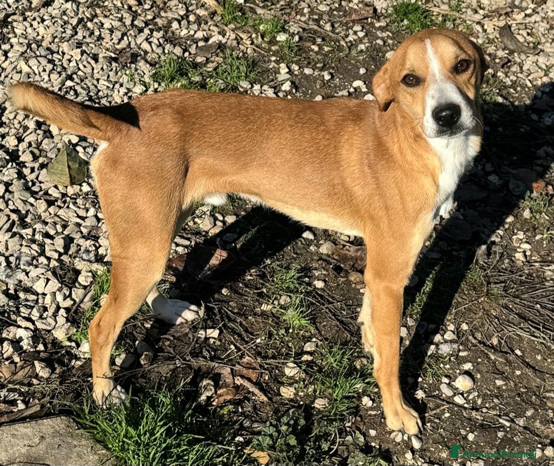 Meticcio cani in regalo: Anacleto 7 mesi taglia piccola  - Annuncio 4