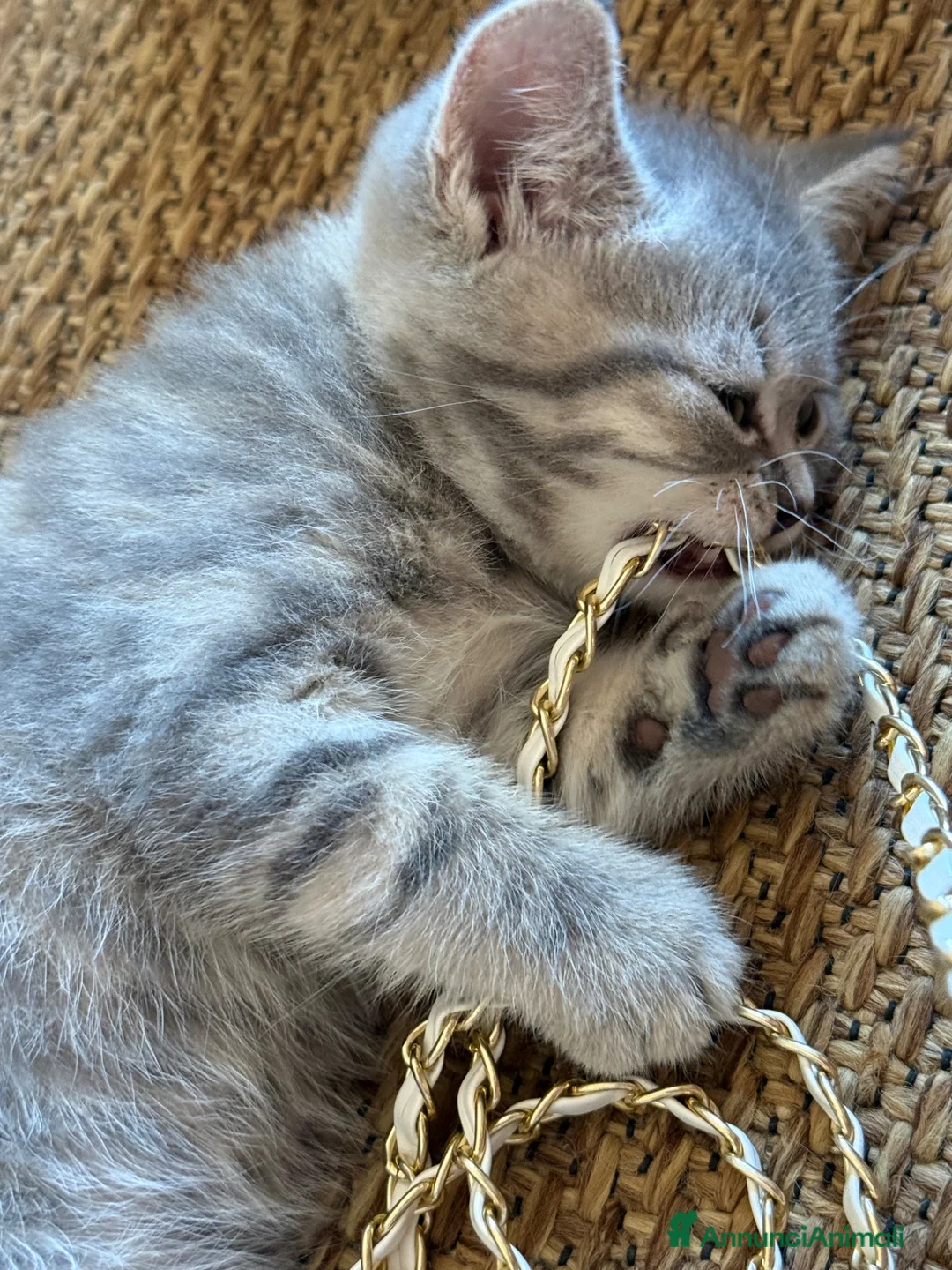 Scottish gatti in vendita: Gattina Scottish  - Annuncio 2