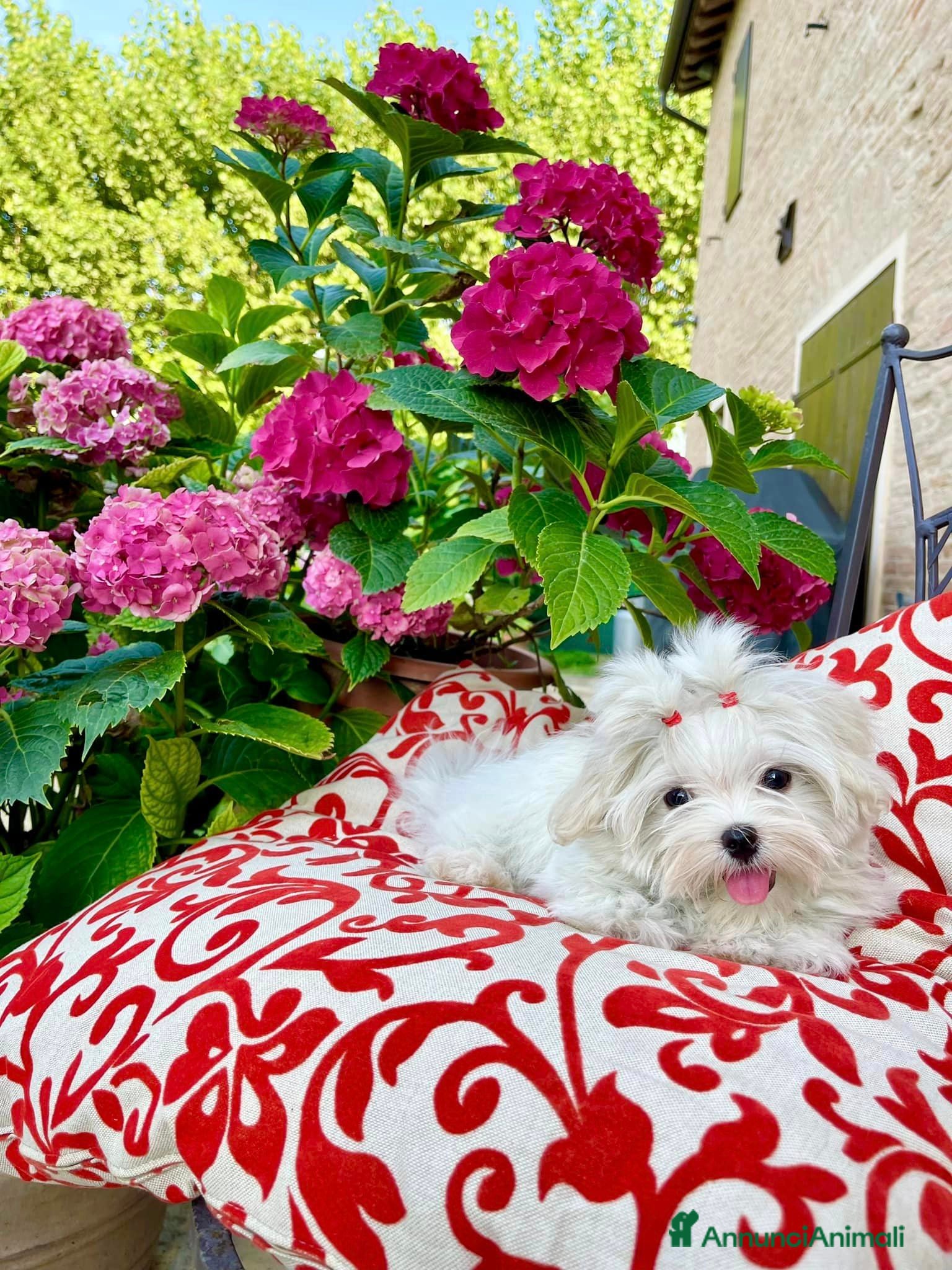 Maltese cani Meravigliosi Cuccioli Maltesi mini a Provincia di Modena - Annuncio 21