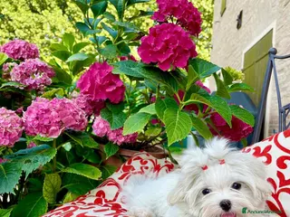 Maltese cani Meravigliosi Cuccioli Maltesi mini a Provincia di Modena - Annuncio 8