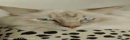 Ragdoll gatti per accoppiamento: Accoppiamento per Ragdoll maschio  - Annuncio 2