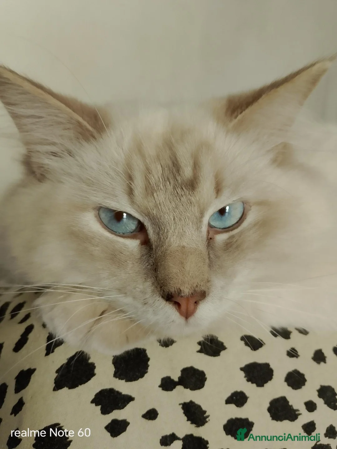 Ragdoll gatti per accoppiamento: Accoppiamento per Ragdoll maschio  - Annuncio 2