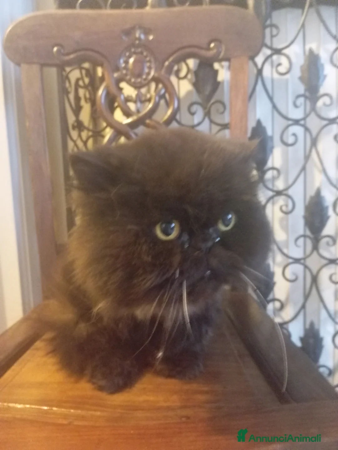 Persiano gatti in regalo: Due gatti Persiani bravissimi  - Annuncio 1