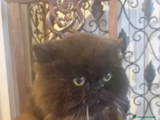 Persiano gatti Due gatti Persiani bravissimi - Annuncio 8