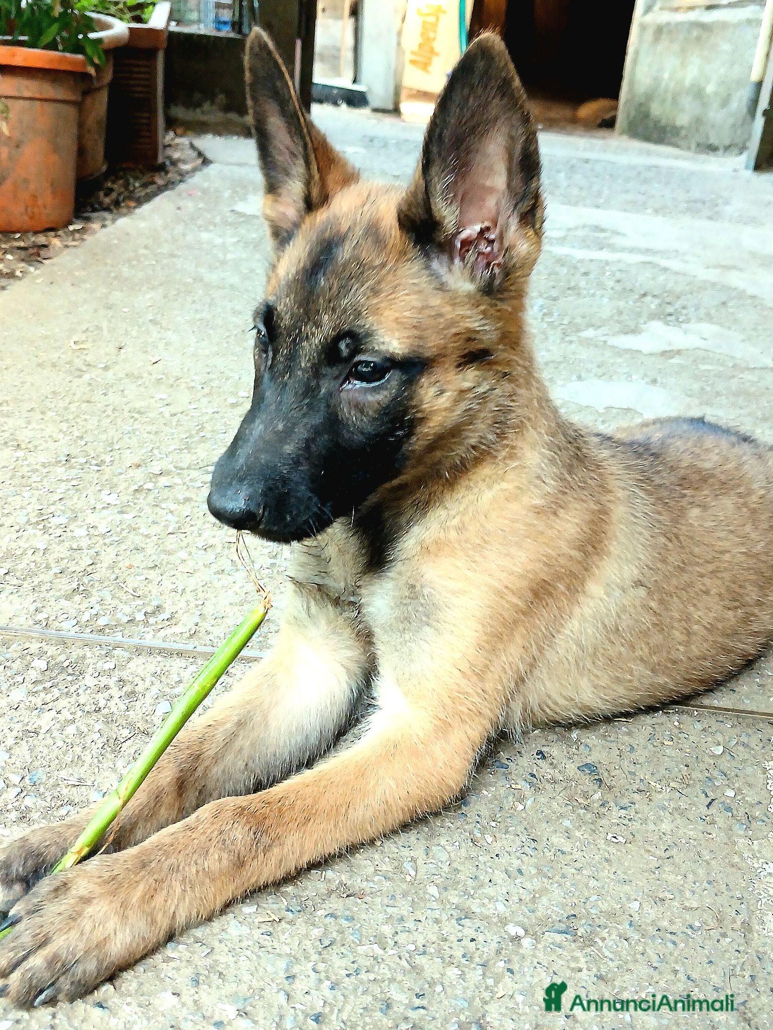Pastore Belga cani Cuccioli Pastore Belga Malinois - Annuncio 1