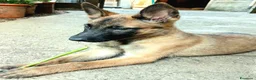 Pastore Belga cani in vendita: Cuccioli Pastore Belga Malinois a Provincia della Spezia - Annuncio 1