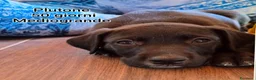 Meticcio cani in regalo: TANTI CUCCIOLI SOLI  a Provincia di Vicenza - Annuncio 12