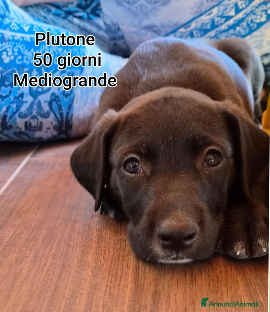Meticcio cani in regalo: TANTI CUCCIOLI SOLI  a Provincia di Vicenza - Annuncio 12