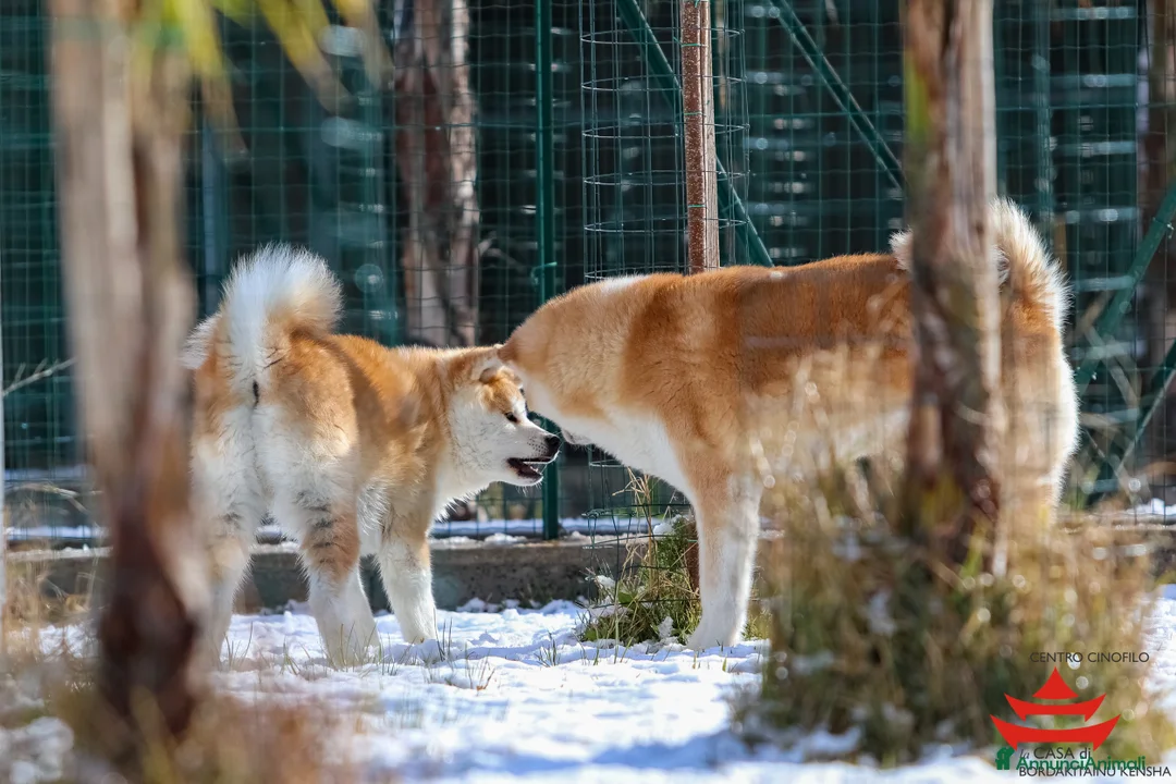 Immagine della galleria {{count}}