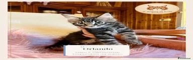 Orlando - Maine Coon - Il Sogno Di Lola