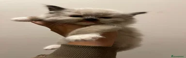 Ragdoll Gattino 4
