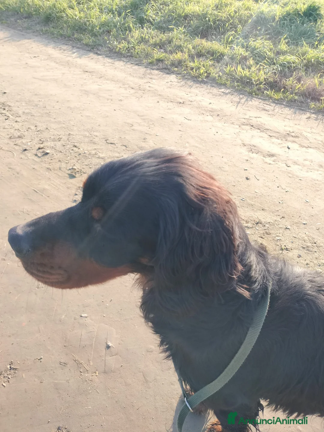 Setter Gordon cani in vendita: CUCCIOLI MASCHI DI SETTER GORDON - Annuncio 7