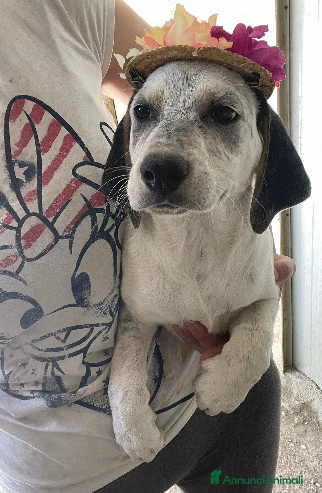 Segugio cani in regalo:  DOLCE SEGUGINA - Annuncio 1