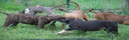 Pitbull cani in vendita: Cuccioli Pit Bull con pedigree anche a rate - Annuncio 15