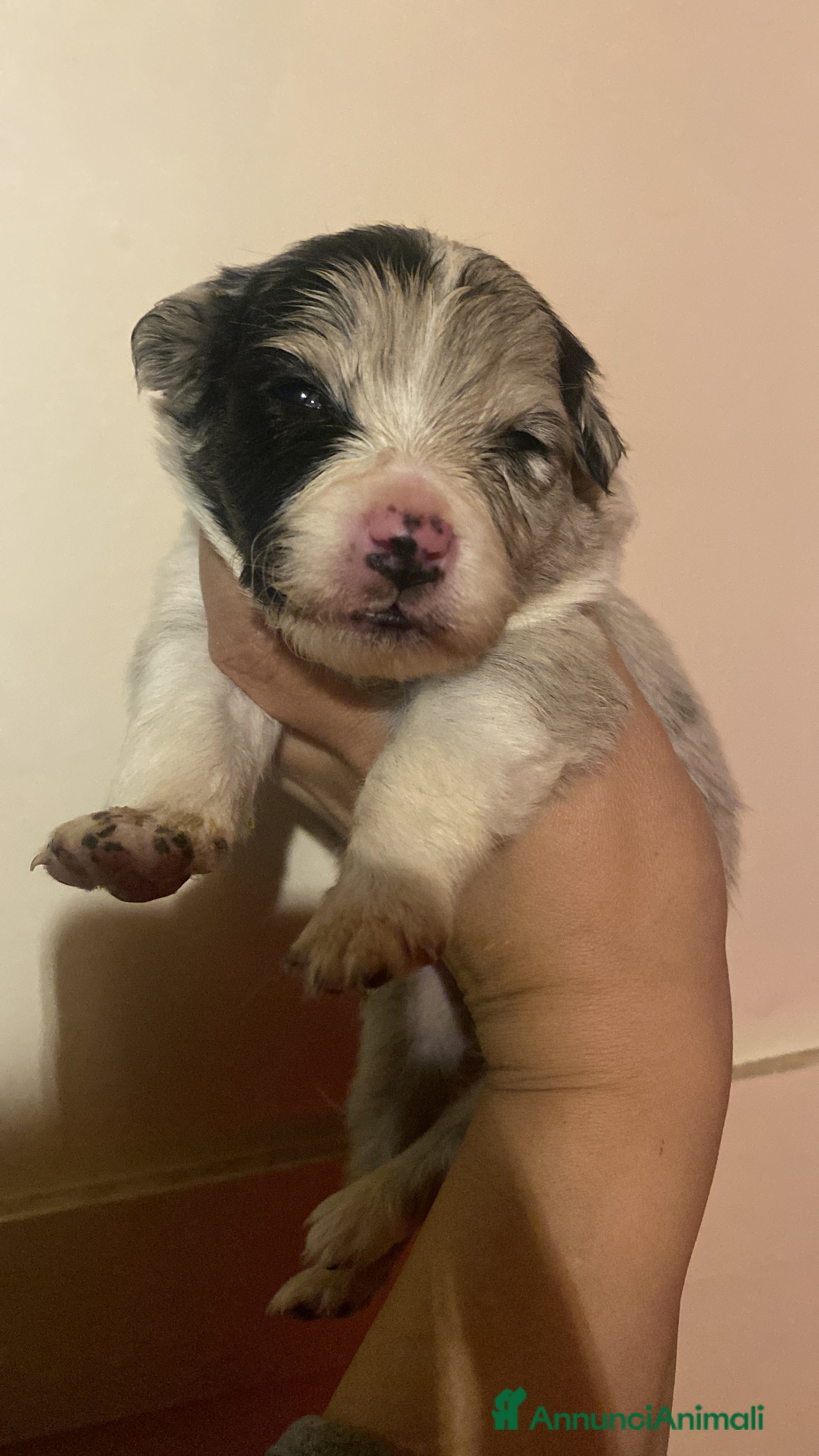 Border Collie cani Border collie Merle e nere femmine - Annuncio 2