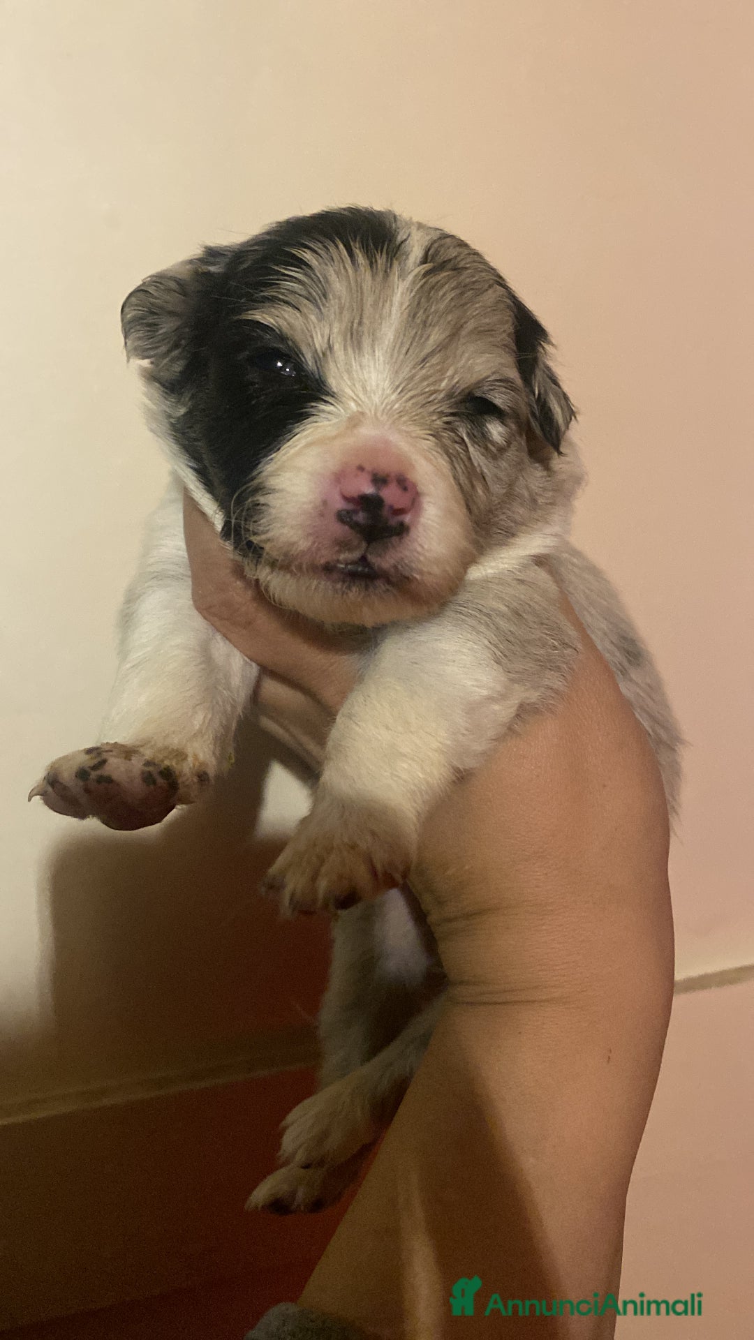 Border Collie cani in vendita: Border collie Merle e nere femmine - Annuncio 2