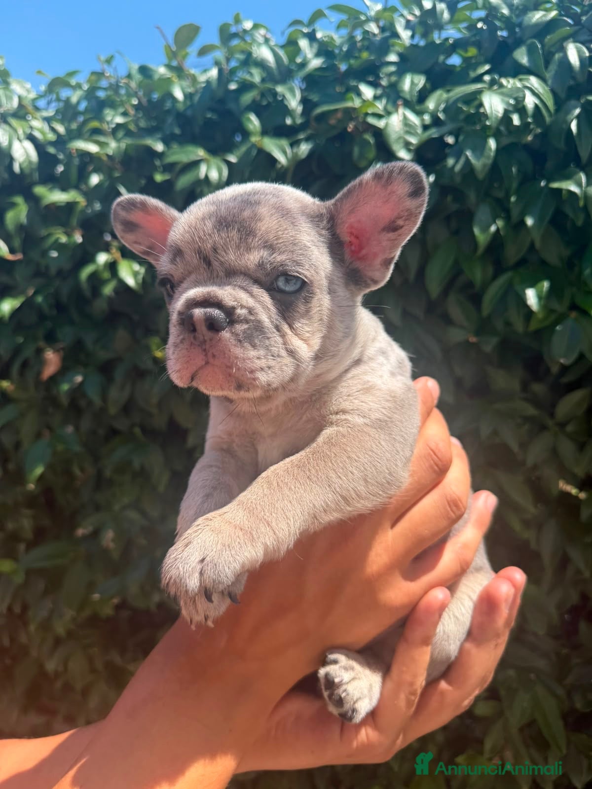 Bulldog Francese cani Cucciolo Bulldog Francese - Annuncio 1