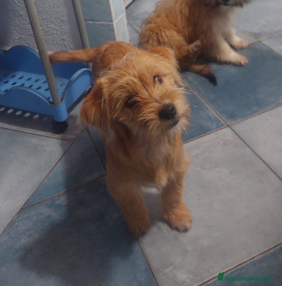 Yorkshire cani in regalo: Birba e Bobby , 5mesi tg piccola aspettano casa - Annuncio 3