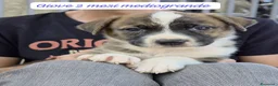 Meticcio cani in regalo: Trovatelli cercano urgentemente casa  a Provincia di Monza e della Brianza - Annuncio 2