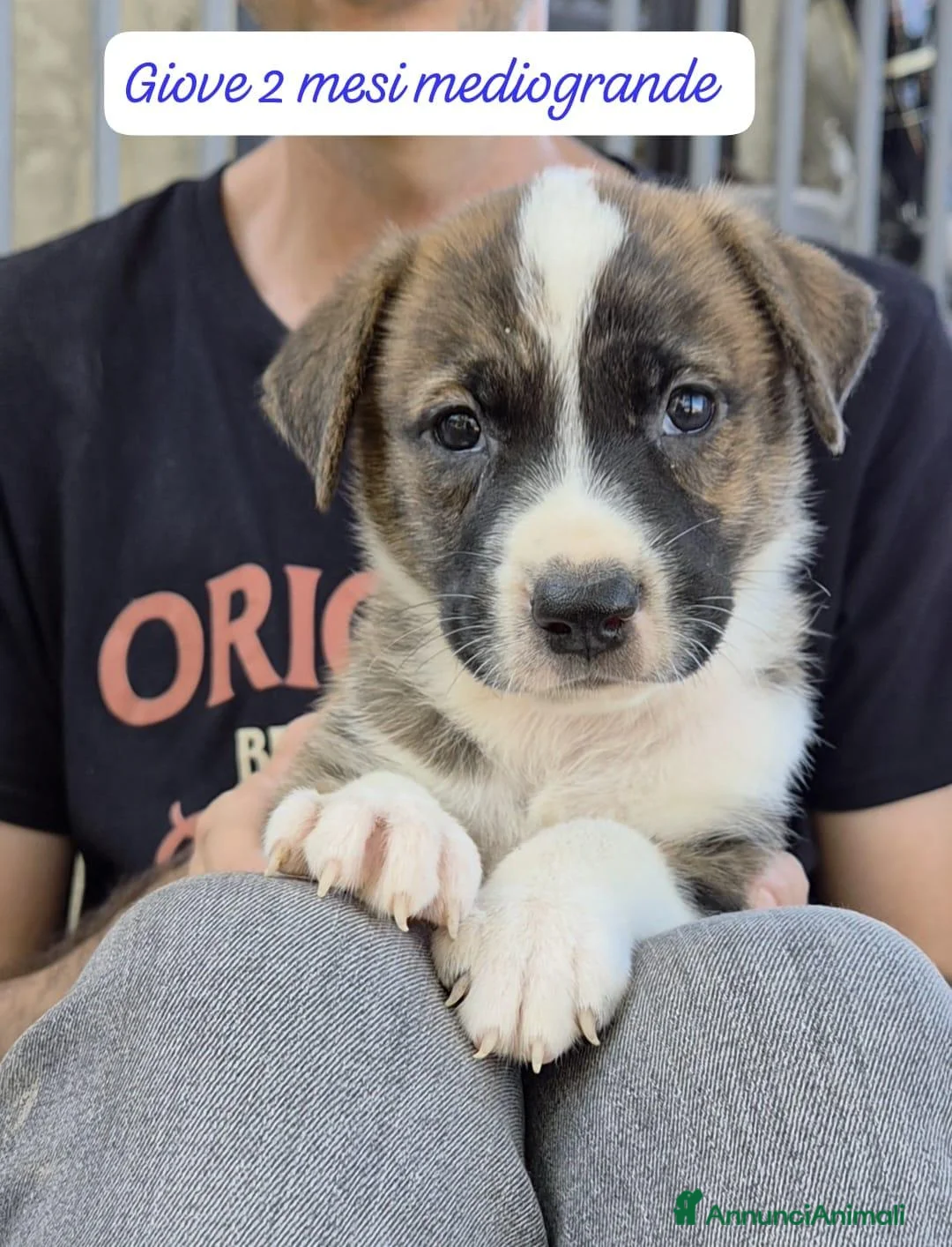 Meticcio cani in regalo: Trovatelli cercano urgentemente casa  a Provincia di Monza e della Brianza - Annuncio 2