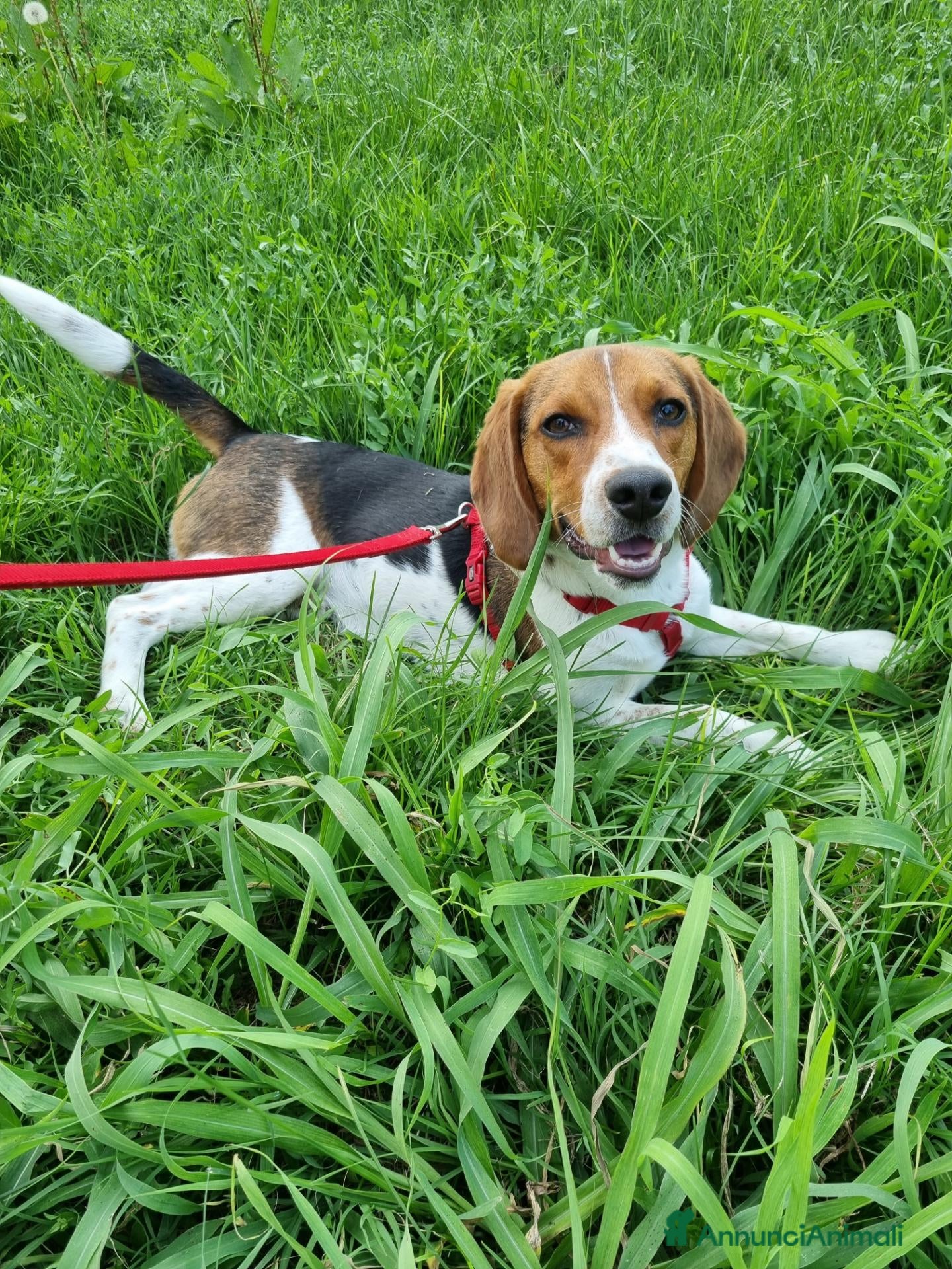 Beagle cani BEAGLE IN REGALO - Annuncio 1