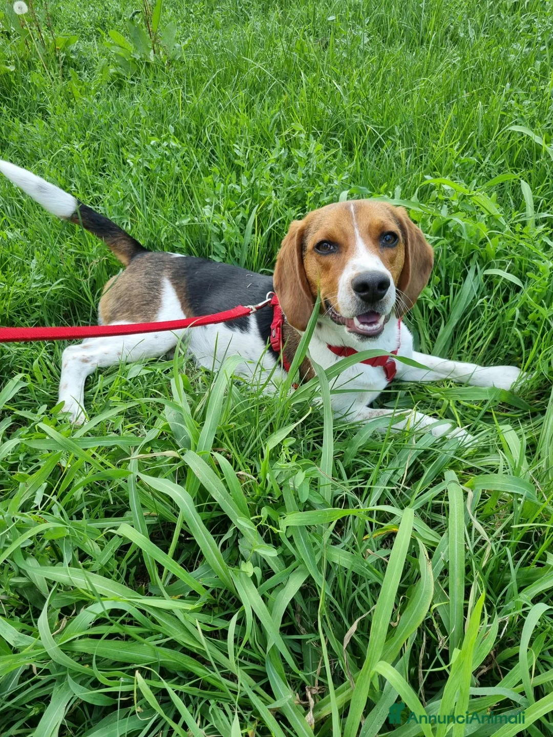 Beagle cani in regalo: BEAGLE IN REGALO - Annuncio 1