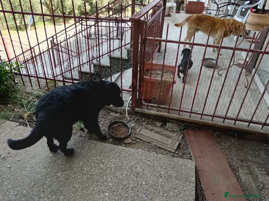 Labrador cani in regalo: Regalo Labrador  a Provincia di Cosenza - Immagine 3