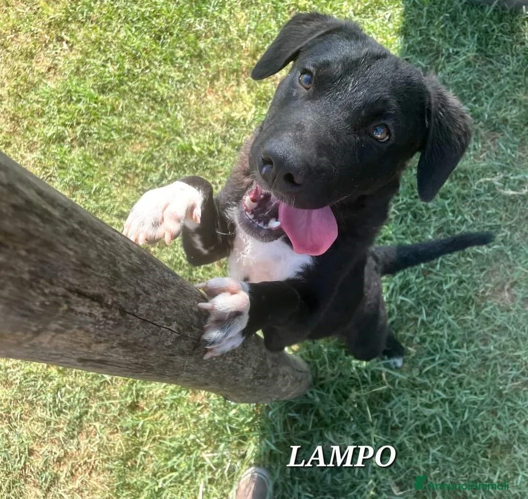 Meticcio cani in regalo: LAMPO, detto quattro calzini, cucciolo a Provincia di Latina - Annuncio 1