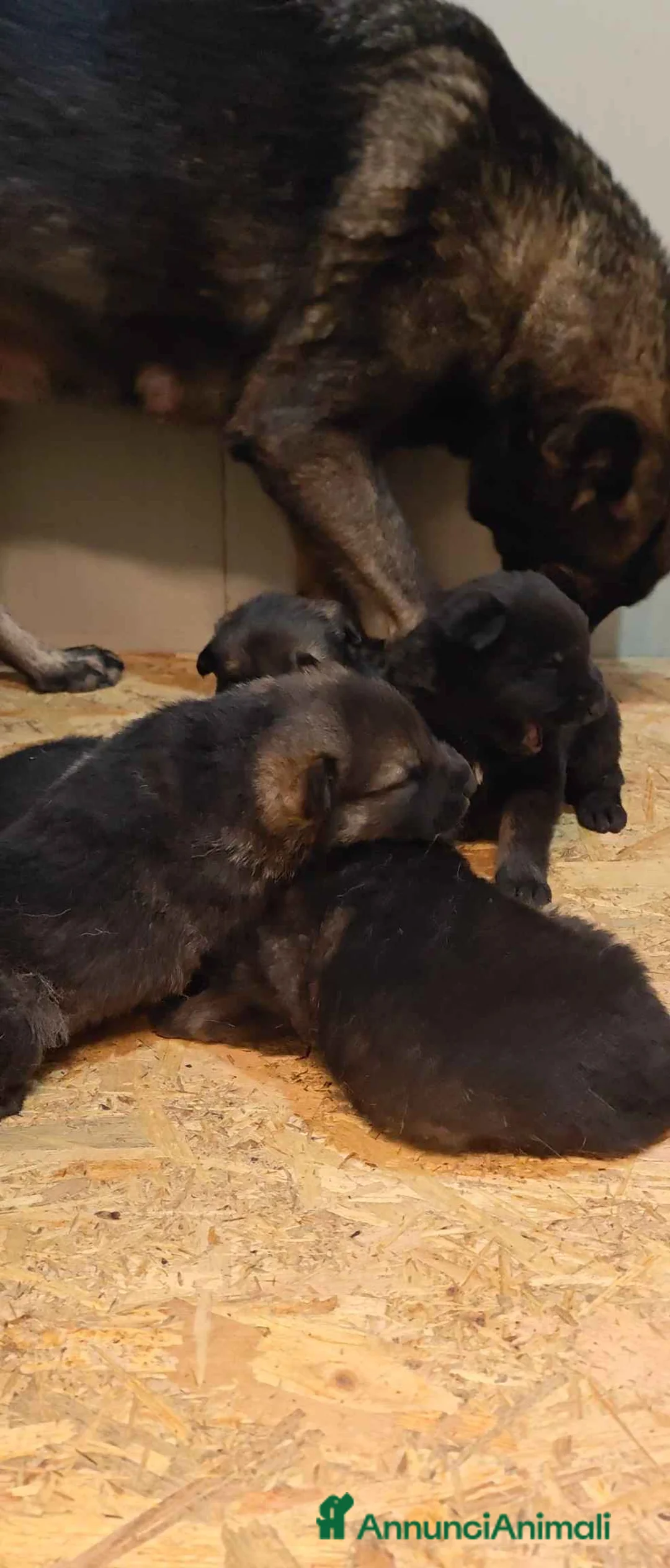 Pastore Tedesco cani in vendita: Cuccioli Pastore Tedesco linea da lavoro grigioni  - Annuncio 1