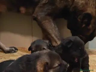 Pastore Tedesco cani Cuccioli Pastore Tedesco linea da lavoro grigioni - Annuncio 2