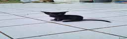 Meticcio gatti in regalo: Tre gattini da adottare in regalo a Provincia di Cosenza - Annuncio 3