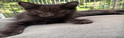 Maine Coon gatti in vendita: Maschietto nero di maine coon (Black Velvet) - Annuncio 29