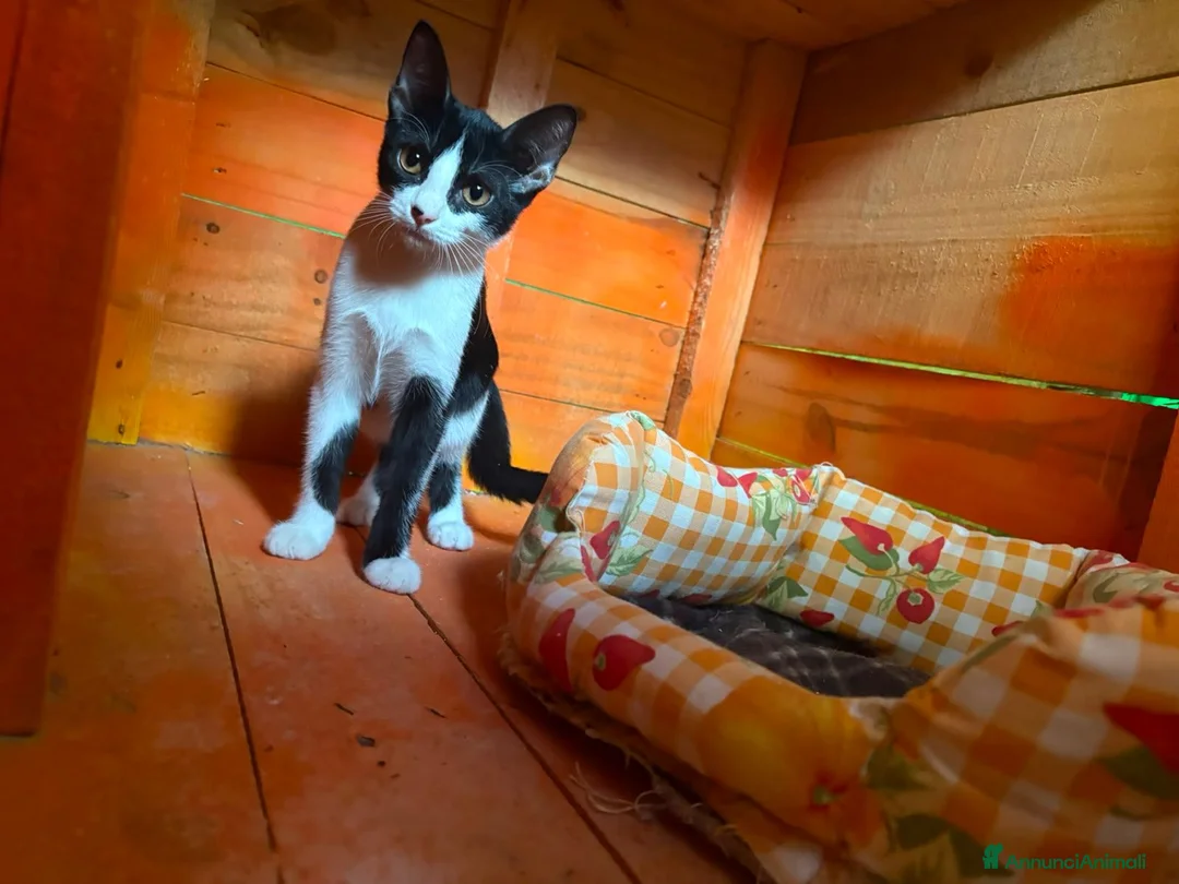 Europeo gatti in regalo: Gattine di tre mesi - Annuncio 2