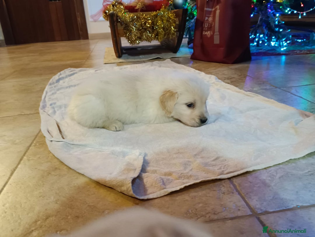 Golden Retriever cani in vendita: Golden angloamericana  - Annuncio 6