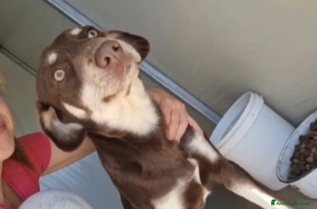 Meticcio cani in regalo: 2anni marrone/crema occhi ambra,in canile.CALABRIA - Annuncio 1
