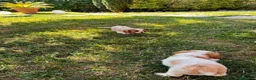 Cavalier King cani in vendita: Cuccioli altamente selezionati  - Annuncio 3