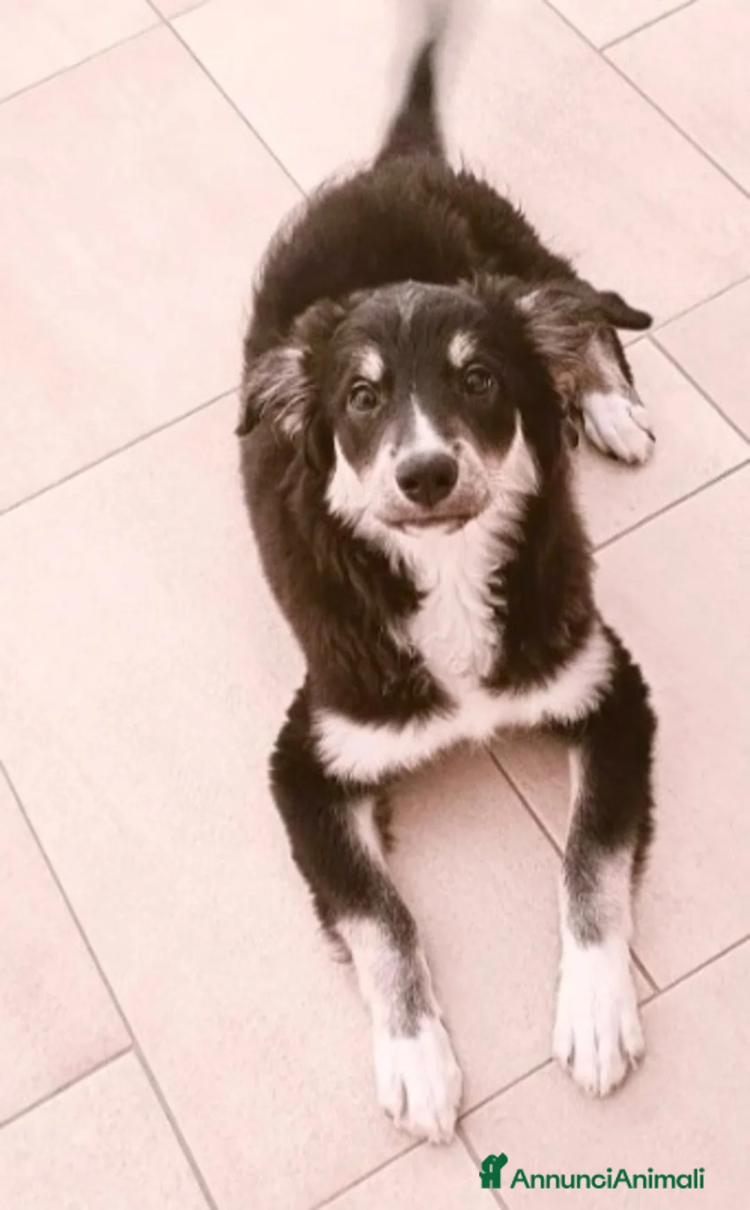 Meticcio cani in regalo: Kaos 7/8mesi tg medio grande SOS PUGLIA - Annuncio 4